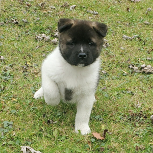 Akita Puppy Ulee