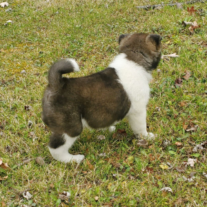 Akita Puppy Ulee