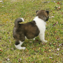 Akita Puppy Ulee