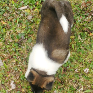 Akita Puppy Ulee