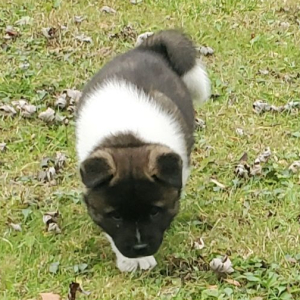 Akita Puppy Ulee