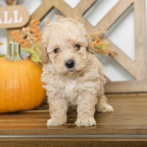 Poodle Puppy Ron