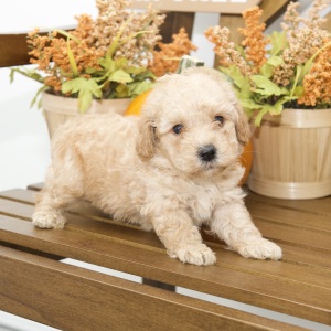 Poodle Puppy Ron