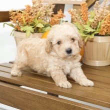 Poodle Puppy Ron