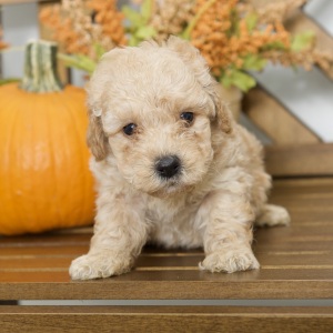 Poodle Puppy Ron