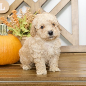 Poodle Puppy Ron