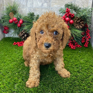 Poodle Puppy Soren