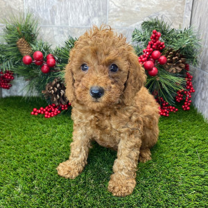 Poodle Puppy Soren