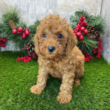Poodle Puppy Soren