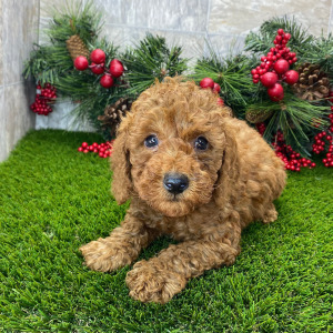 Poodle Puppy Soren