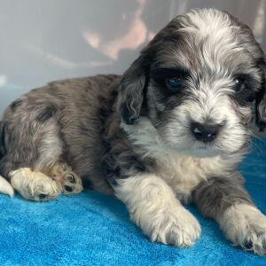 Bernedoodle Puppy Zander