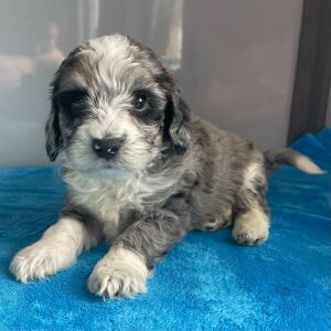 Bernedoodle Puppy Zander