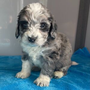 Bernedoodle Puppy Zander