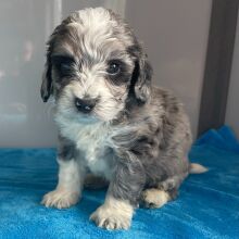 Bernedoodle Puppy Zander