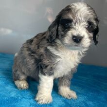 Bernedoodle Puppy Zander
