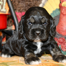 Cocker Spaniel Puppy Prince