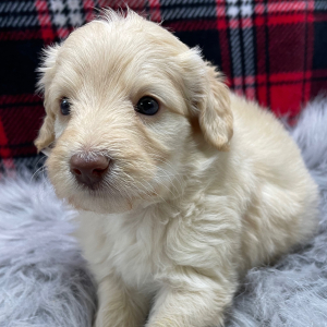 Goldendoodle Puppy Dash