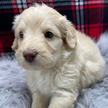 Goldendoodle Puppy Dash