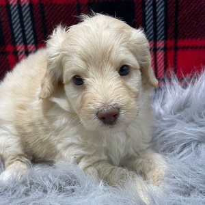Goldendoodle Puppy Dash