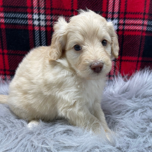 Goldendoodle Puppy Dash