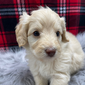 Goldendoodle Puppy Dash
