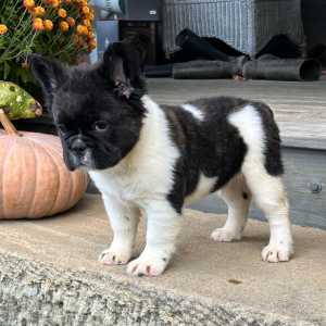 French Bulldog Puppy Fluffy Maverick