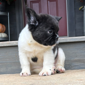 French Bulldog Puppy Fluffy Maverick