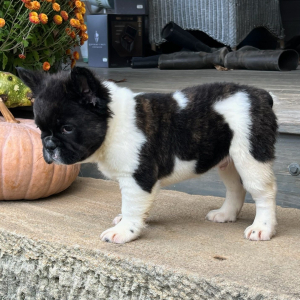 French Bulldog Puppy Fluffy Maverick