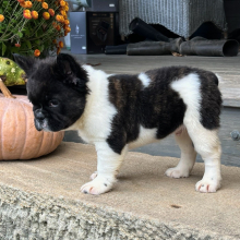 French Bulldog Puppy Fluffy Maverick