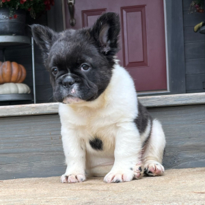 French Bulldog Puppy Fluffy Maverick