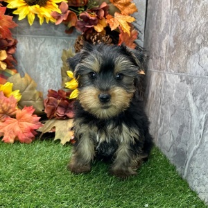 Yorkshire Terrier Puppy Nancy