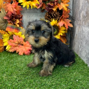Yorkshire Terrier Puppy Nancy