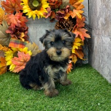 Yorkshire Terrier Puppy Nancy