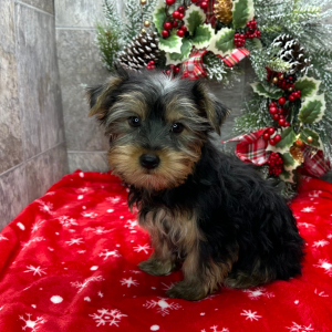 Yorkshire Terrier Puppy Nancy