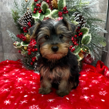 Yorkshire Terrier Puppy Nancy