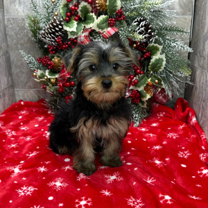 Yorkshire Terrier Puppy Nancy