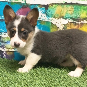 Pembroke Welsh Corgi Puppy Mavis
