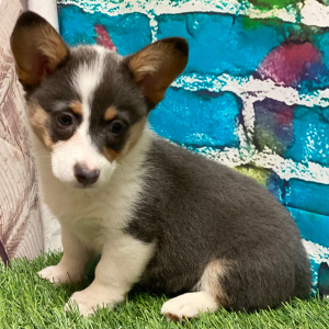 Pembroke Welsh Corgi Puppy Mavis