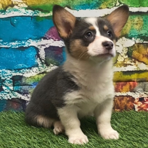 Pembroke Welsh Corgi Puppy Mavis