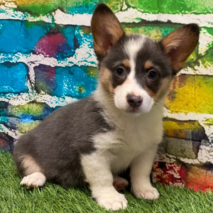 Pembroke Welsh Corgi Puppy Mavis