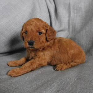 Goldendoodle Puppy Dana