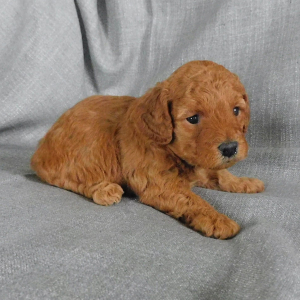 Goldendoodle Puppy Dana