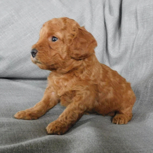 Goldendoodle Puppy Dana