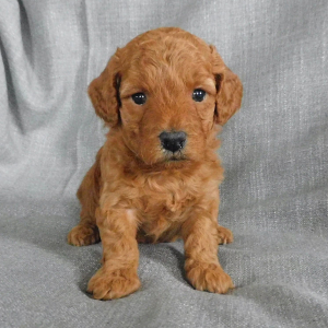 Goldendoodle Puppy Dana