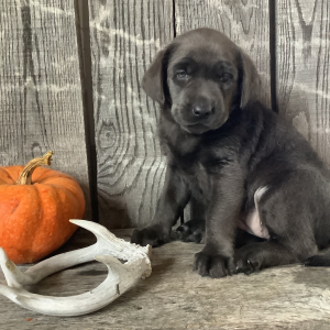 Labrador Retriever Puppy Lola