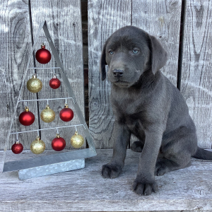 Labrador Retriever Puppy Lola