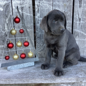 Labrador Retriever Puppy Lola
