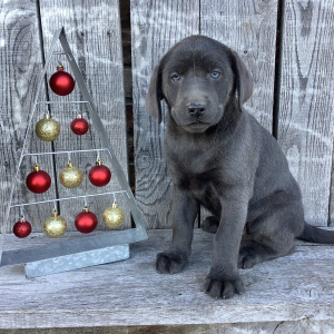 Labrador Retriever Puppy Lola