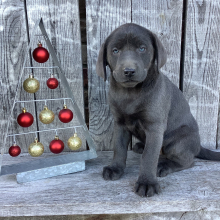 Labrador Retriever Puppy Lola