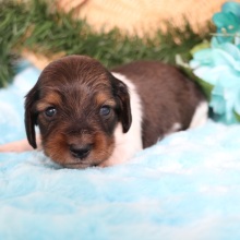 Dachshund Puppy Scrappy
